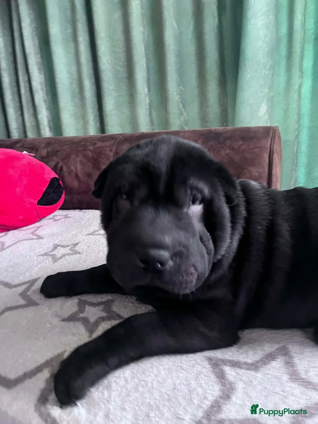 Shar Pei honden te koop:  Sharpei  pups  - Advertentie 9