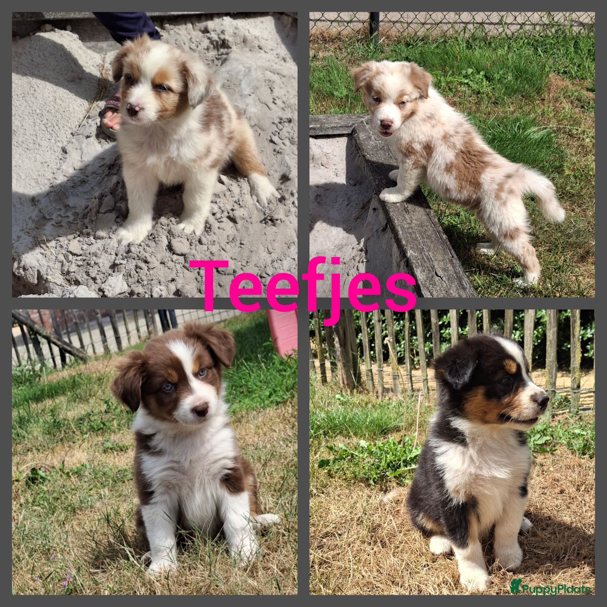 Australian Shepherd honden te koop: Raszuivere Australian Shepherd pups, getest ouders - Advertentie 1
