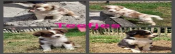Australian Shepherd honden te koop: Raszuivere Australian Shepherd pups, getest ouders - Advertentie 3