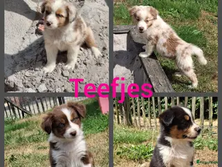 Australian Shepherd honden Raszuivere Australian Shepherd pups, getest ouders - Advertentie 3