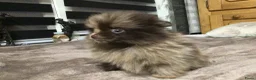Pomeriaan honden te koop: 3 maart geboren reu Choco merle Pomeranian - Advertentie 2