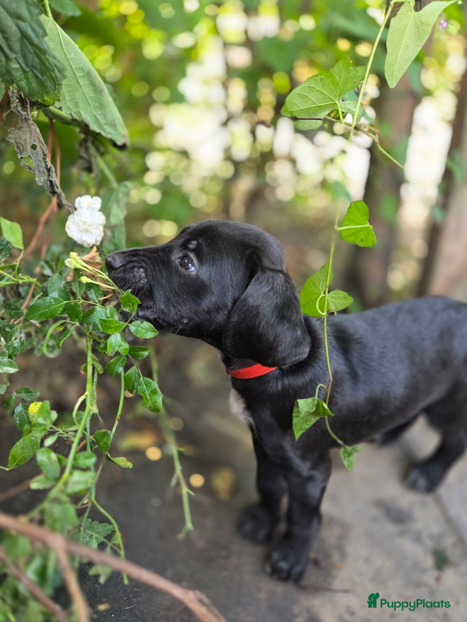 Kruising honden Prachtige Labradoodle x Dalmatiër puppy's! - Advertentie 11