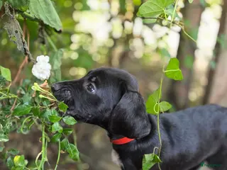 Kruising honden Prachtige Labradoodle x Dalmatiër puppy's! - Advertentie 3