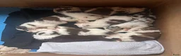 Border Collie honden te koop: Leuke Merle puppies in Baarle-Nassau - Advertentie 4