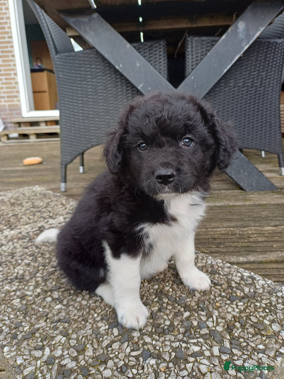 Friese Stabij honden te koop: Prachtige stabij pups - Advertentie 14