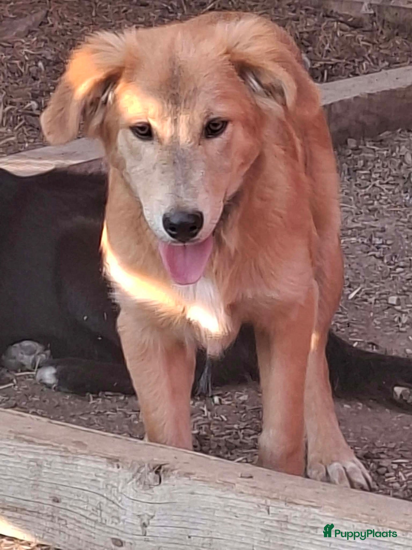 Kruising honden Codyy - Advertentie 4