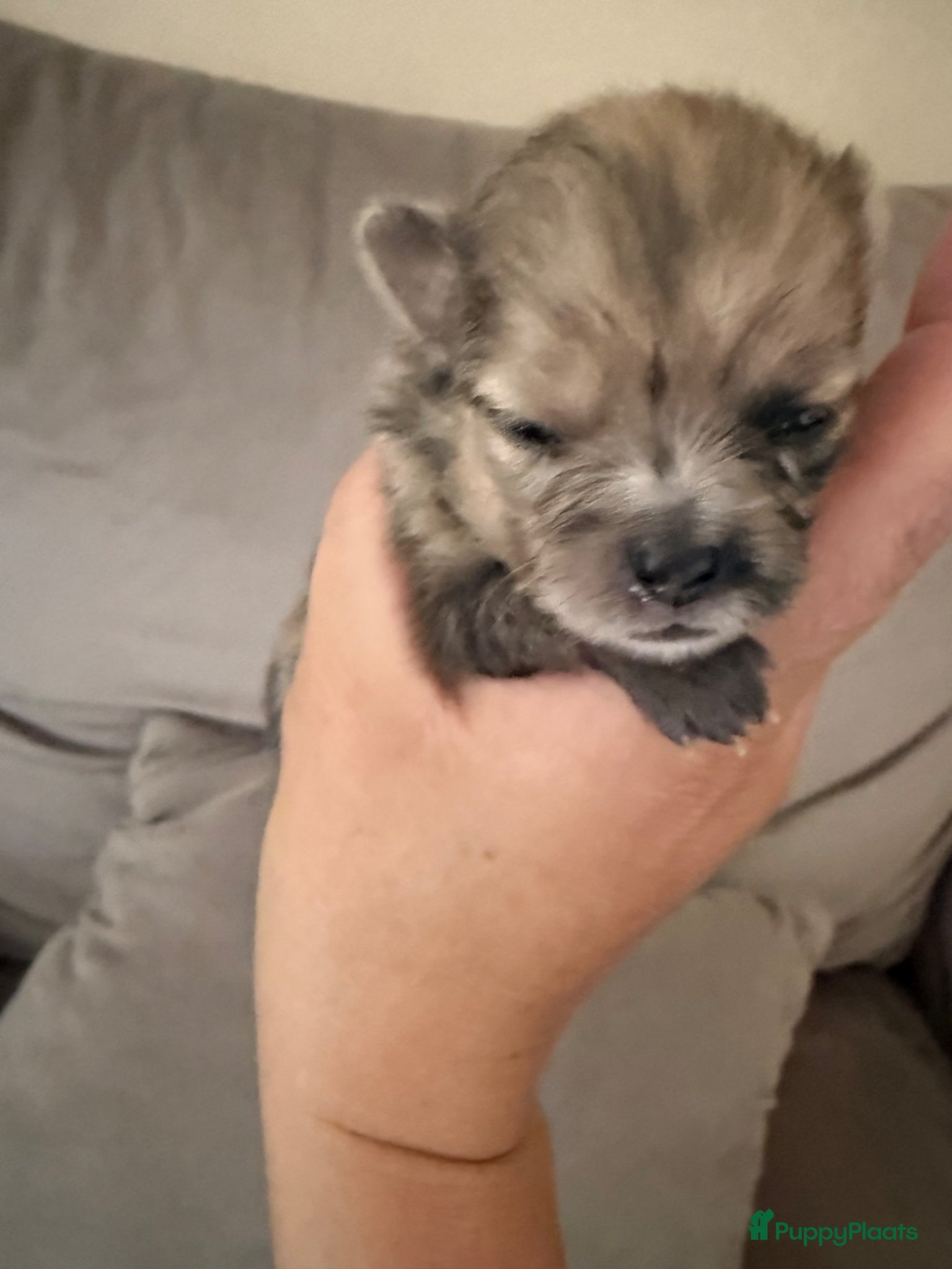 Pomeriaan honden te koop: Pomeriaan pups - Advertentie 11