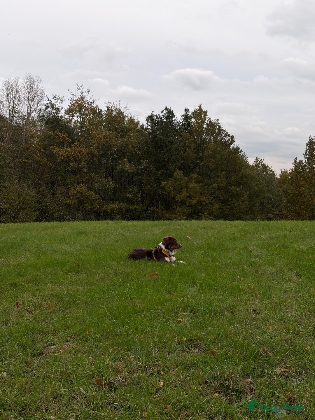 Australian Shepherd honden te koop: Australian Shepherd Bobbi - Advertentie 7