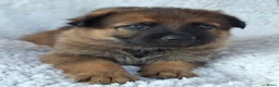 Kruising honden te koop: Duitse herder puppy’s  - Advertentie 11