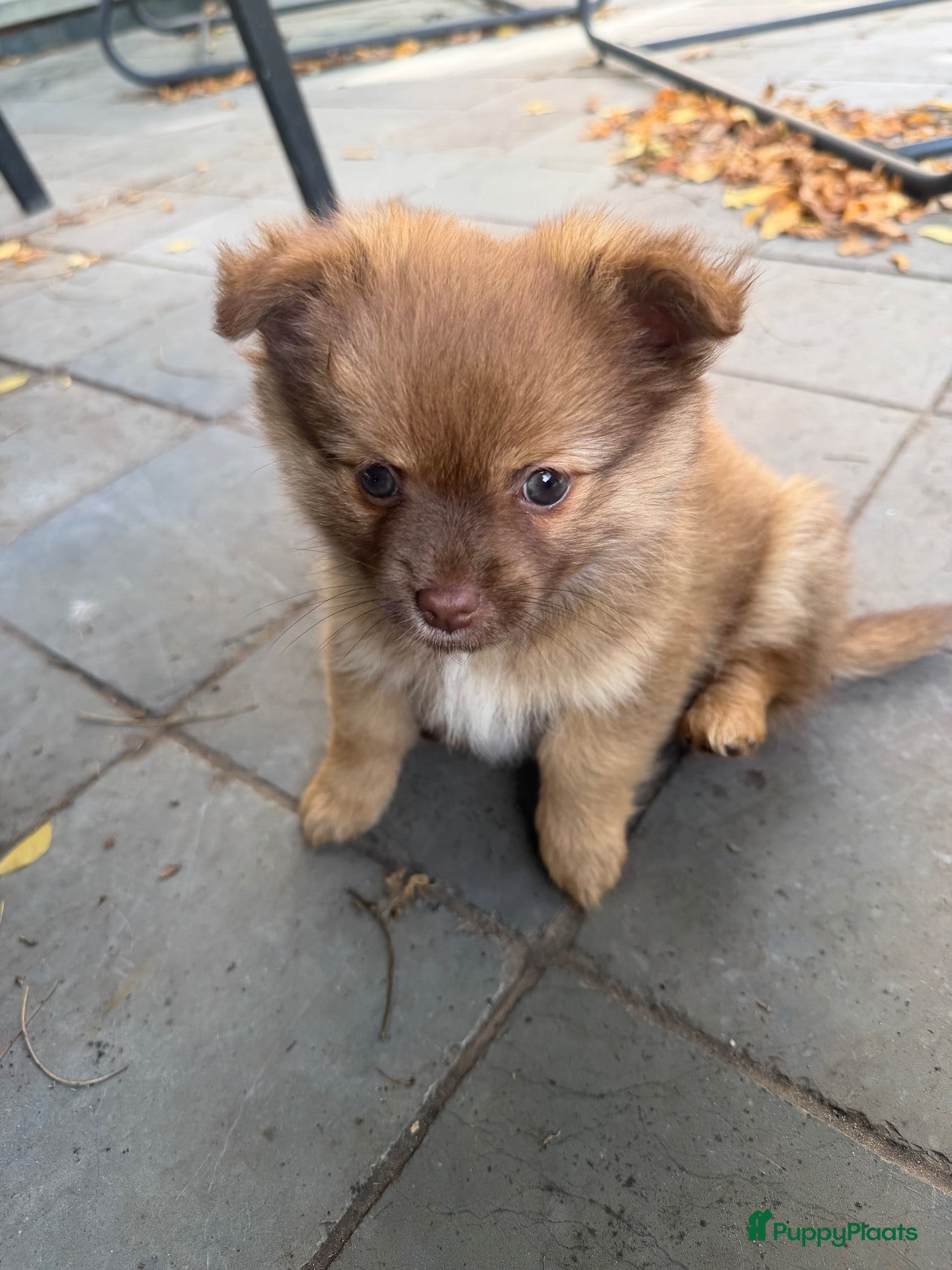 Pomchi honden te koop: Klein mannetje zoekt groot plekje in iemands hart. - Advertentie 1