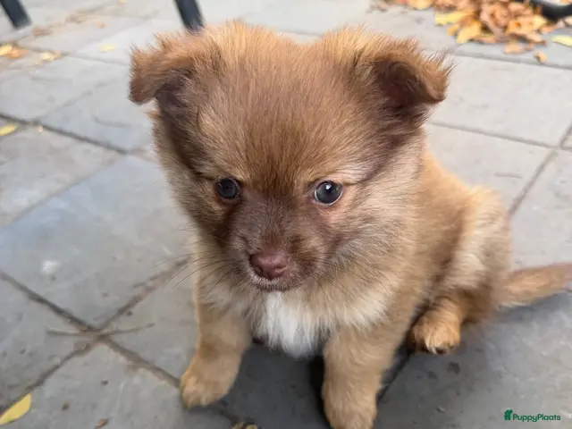 Pomchi honden te koop: Klein mannetje zoekt groot plekje in iemands hart. - Advertentie 1