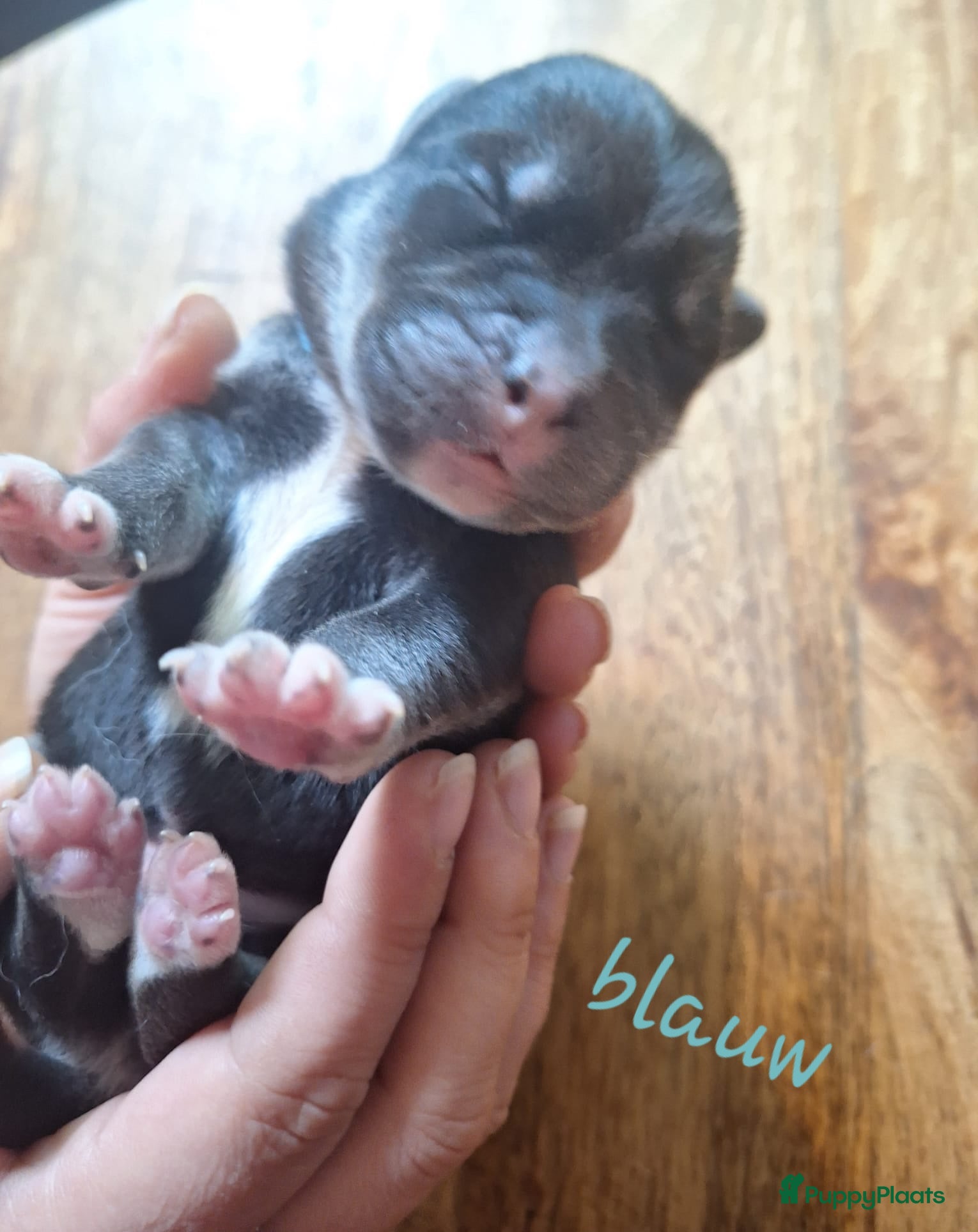 Blauw