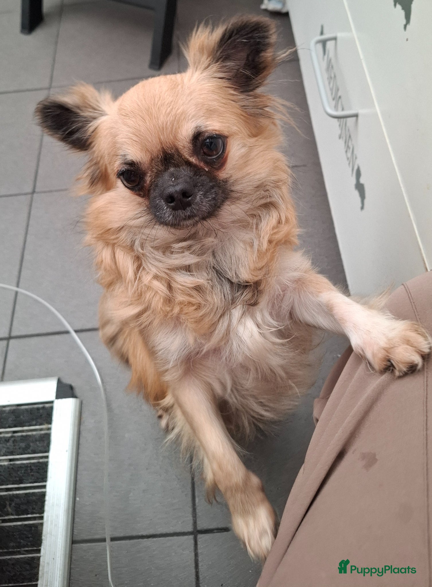 Chihuahua honden Prachtige gezonde  Chihuahua pups met fc stamboom - Advertentie 1