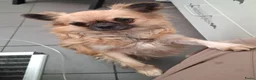 Chihuahua honden te koop: Prachtige gezonde  Chihuahua pups met fc stamboom - Advertentie 1