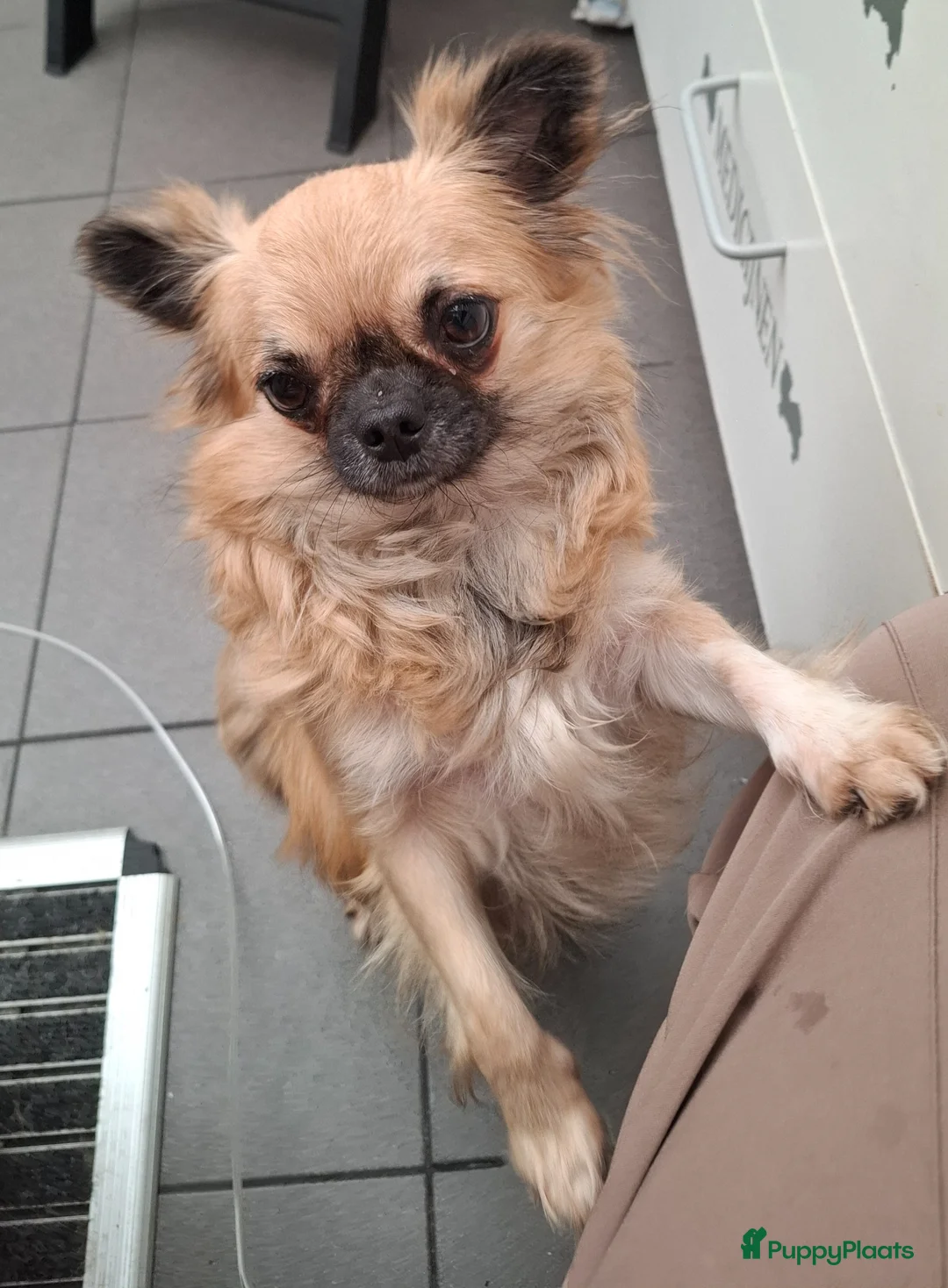 Chihuahua honden te koop: Prachtige gezonde  Chihuahua pups met fc stamboom - Advertentie 1