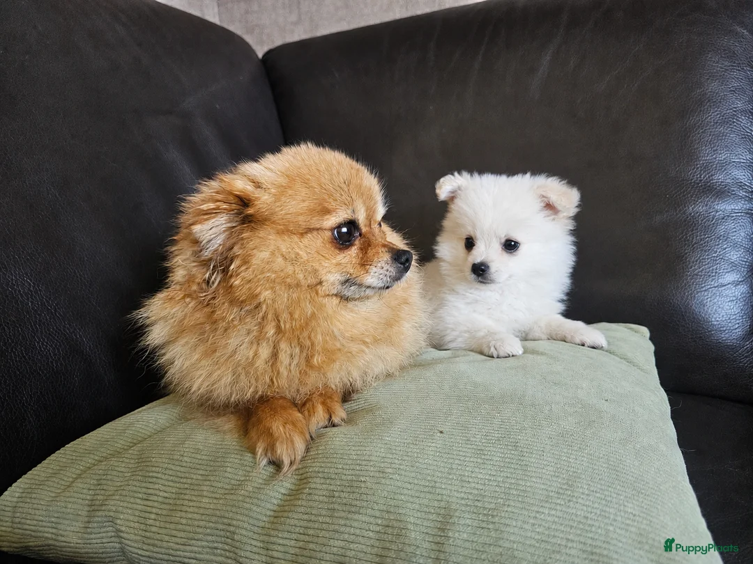 Kruising honden te koop: Poshi Pomeriaan x Sheltie (Shetland sheepdog) - Advertentie 4