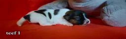 Jack Russel Terriër honden te koop: Lieve Jack Russell pups - Advertentie 6