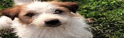 Jack Russel Terriër honden te koop: Jack russell pups met Stamboom!! - Advertentie 16