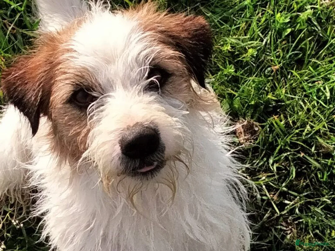 Jack Russel Terriër honden te koop: Jack russell pups met Stamboom!! - Advertentie 16