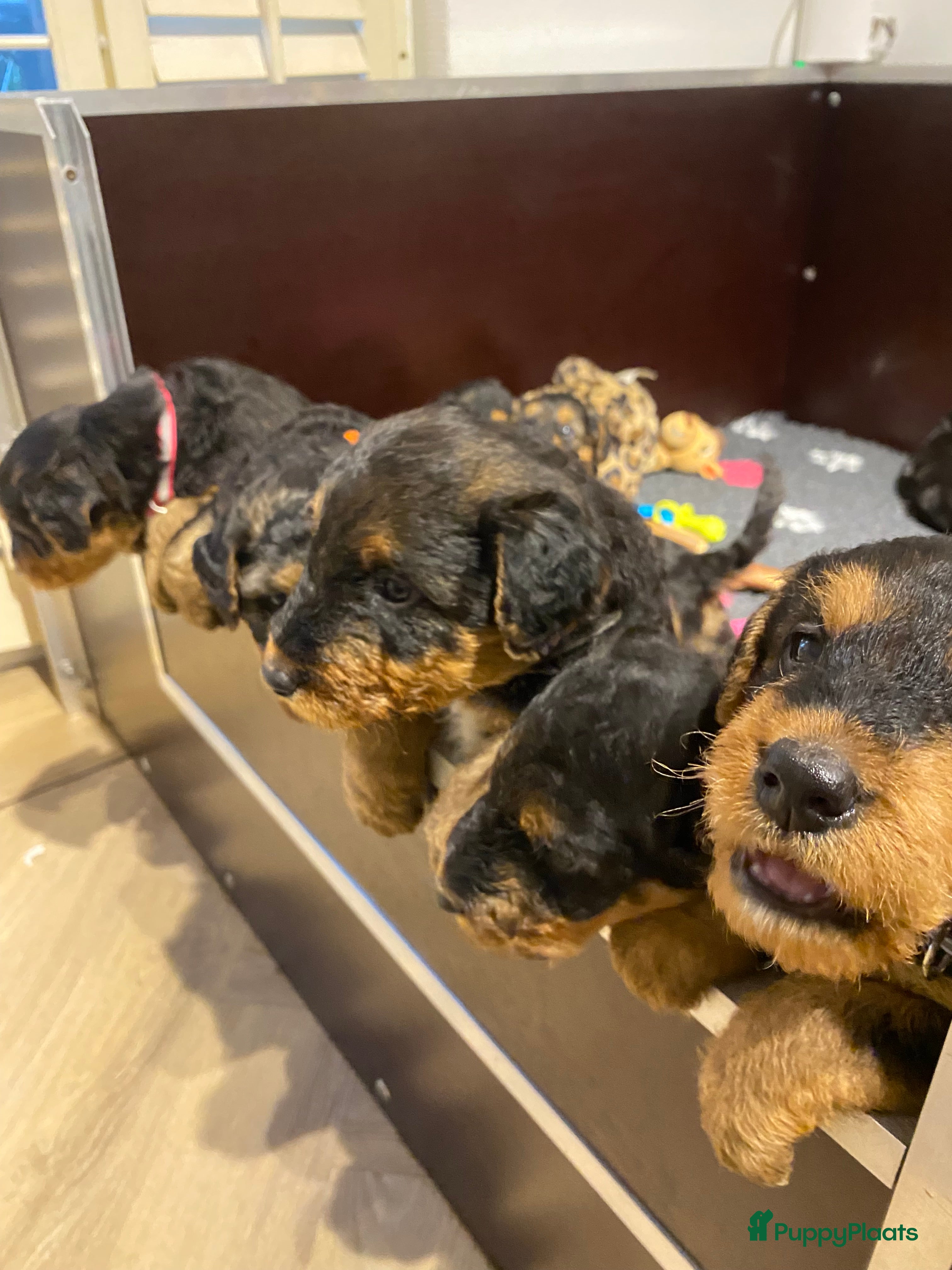 Airedale Terriër honden Airedale terriër pups met stamboom 🐾 - Advertentie 2