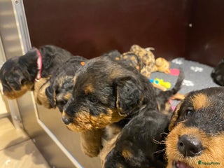 Airedale Terriër honden Airedale terriër pups met stamboom 🐾 - Advertentie 2