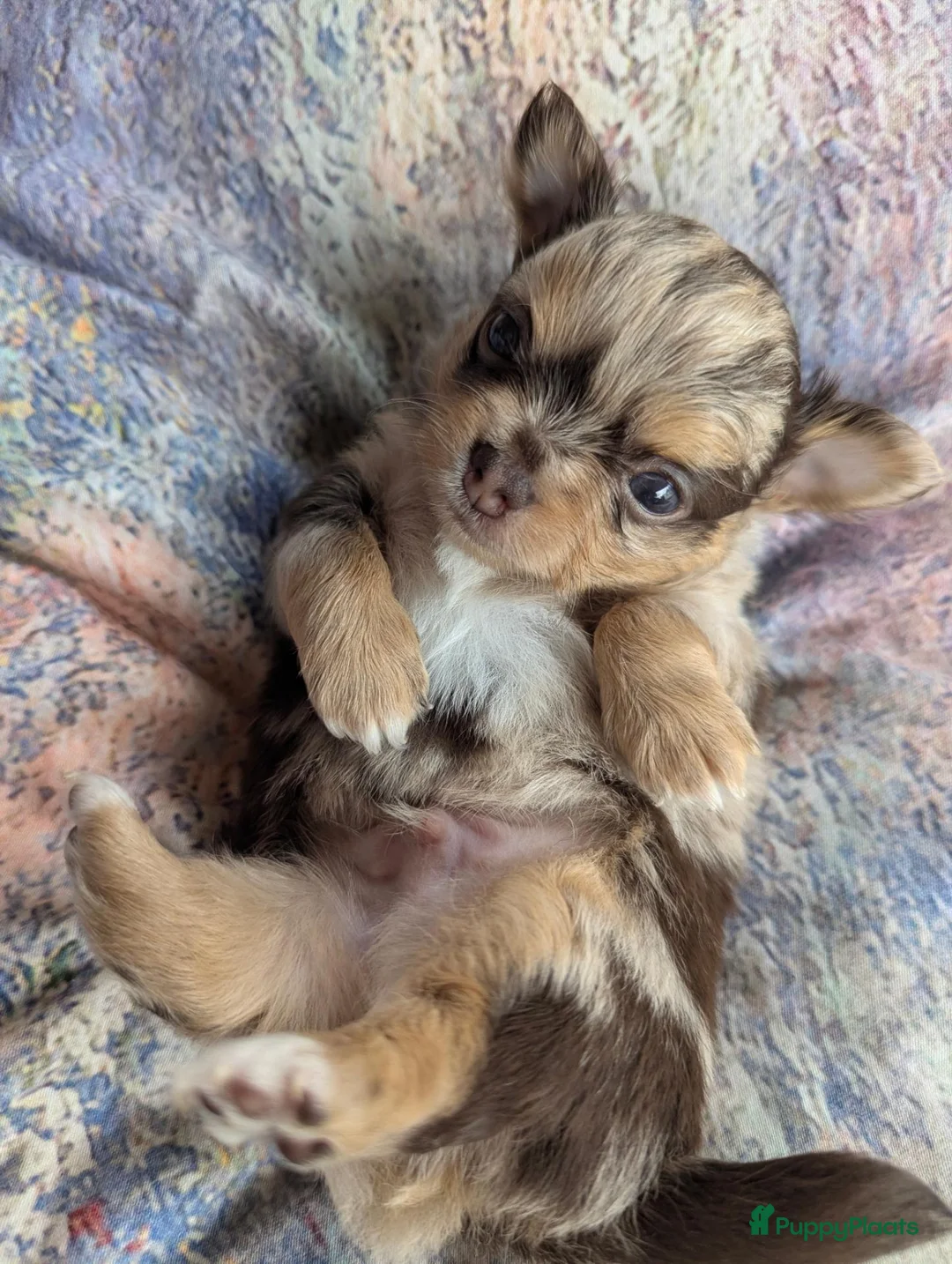 Chihuahua honden te koop: Twee prachtige Chihuahua pups in Schoonhoven - Advertentie 2