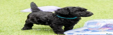 Raffi (blauwe bandje)