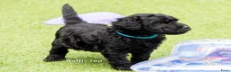 Labradoodle honden te koop: Poedel outcross pups | DNA-geteste ouderdieren - Advertentie 20