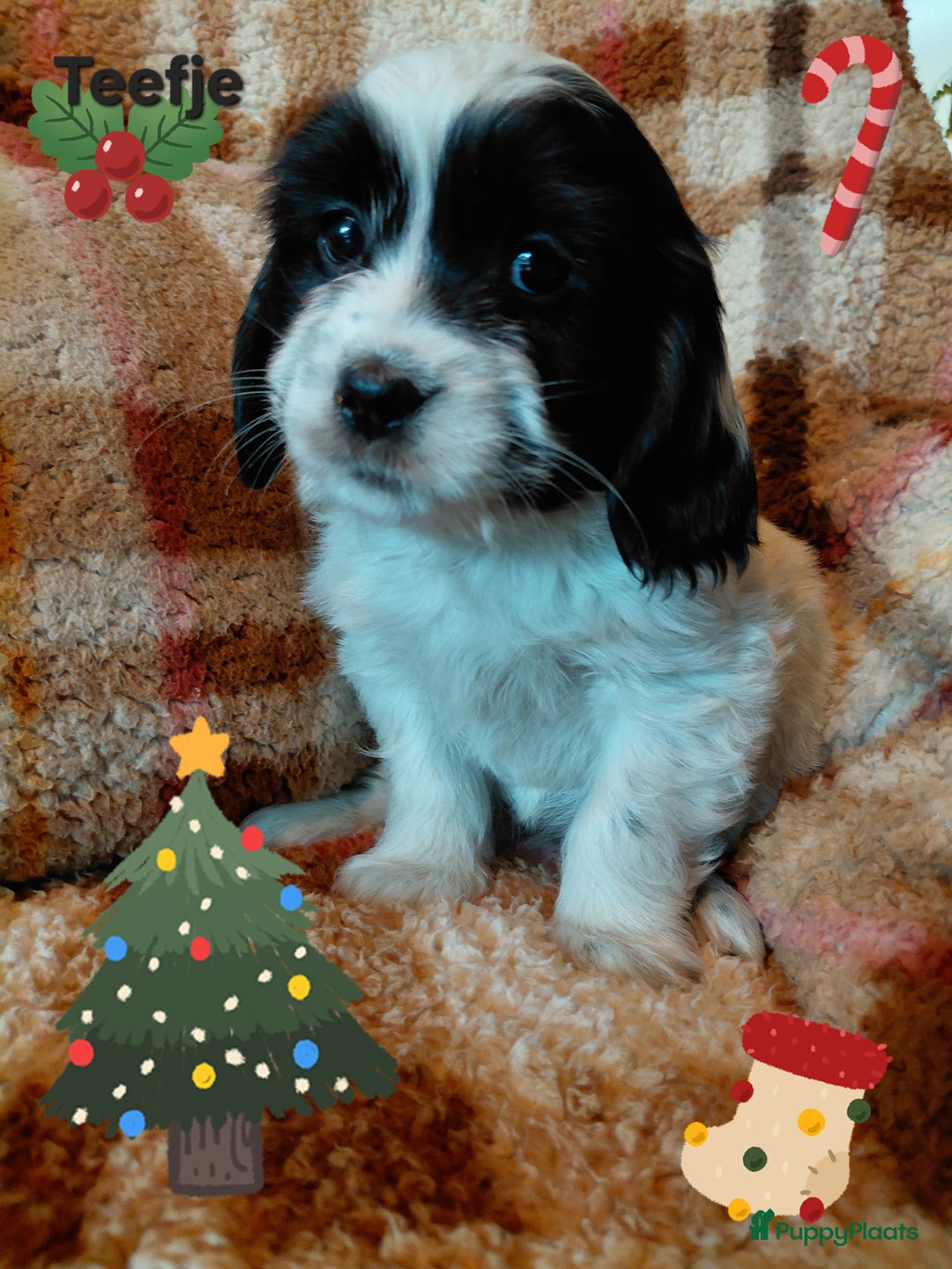 Kruising honden te koop: Prachtig nestje Boomer pups Cocker x Boomer  - Advertentie 5