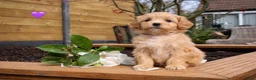 Maltipoo honden te koop: De aller liefste Maltipoo puppy’s ❤️ - Advertentie 3