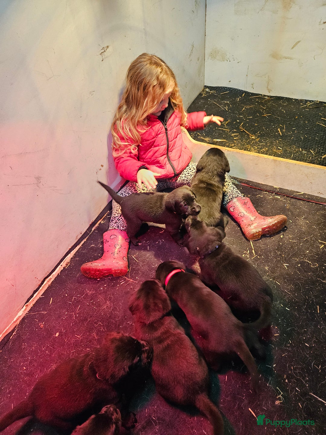 Kruising honden te koop: Grote zwitserse sennenhond x labrador pups - Advertentie 10