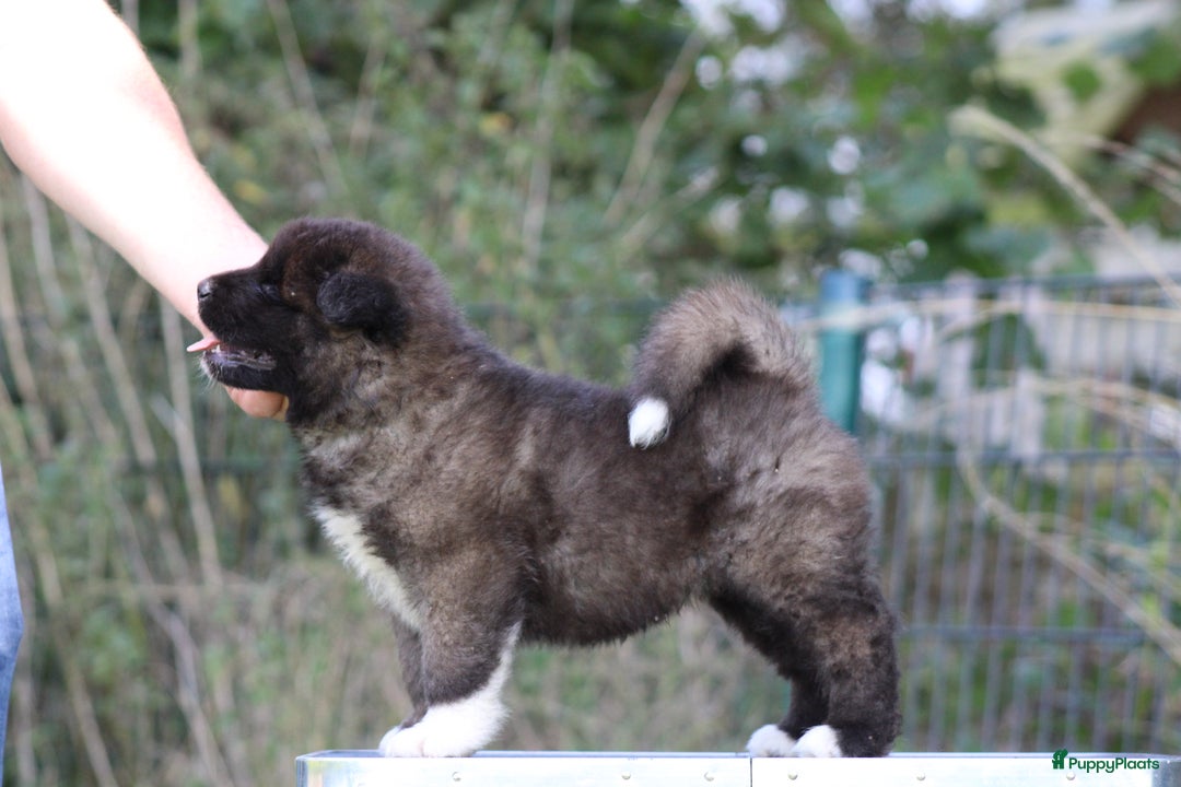 American Akita honden te koop: American Akita's Beschikbaar - Advertentie 5