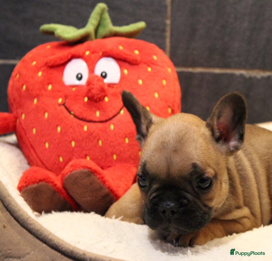 Franse Bulldog honden te koop: Franse Bulldog pups - Advertentie 19