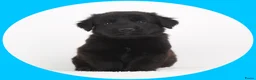 Kruising honden te koop: 9 pups Oudduitse herder x Golden retriever in Oosterbeek - Advertentie 13