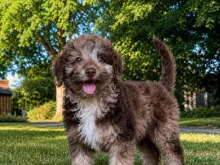 Labradoodle honden 2 prachtige Labradoodle puppy’s mogen nu verhuizen - Advertentie 2
