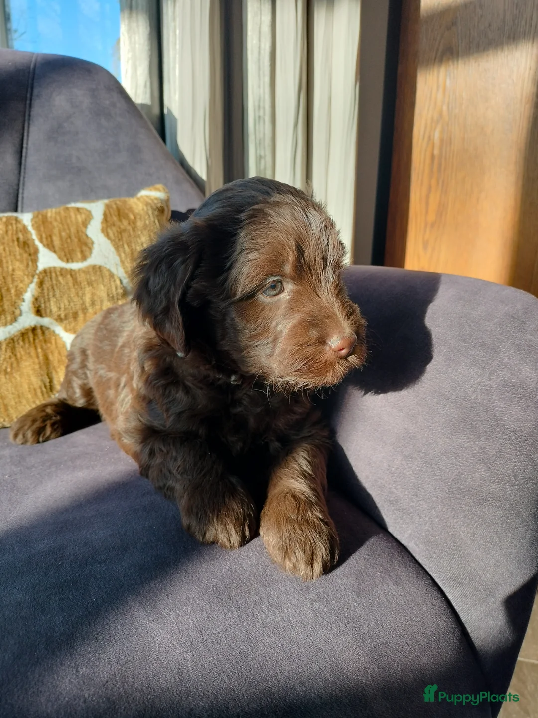 Labradoodle honden te koop: Super lieve sociale labradoodle pups, mini/medium  - Advertentie 2