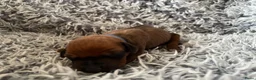 Rhodesian Ridgeback honden te koop: Pups met stamboom Rhodesian Ridgeback  - Advertentie 18