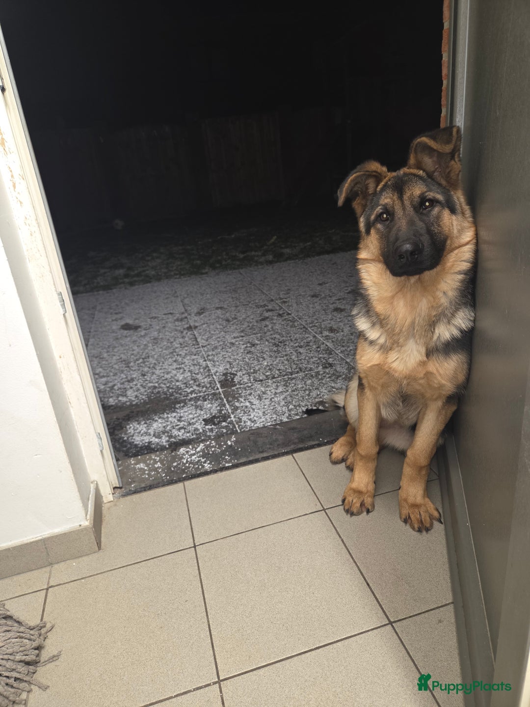 Duitse Herder honden te koop: Duitse herder  - Advertentie 3