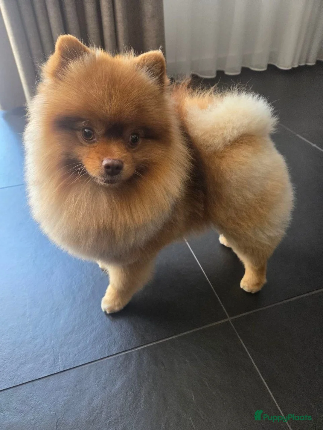 Pomeriaan honden ter dekking: Pomeriaan Dekreu Beschikbaar – Wolf  - Advertentie 2