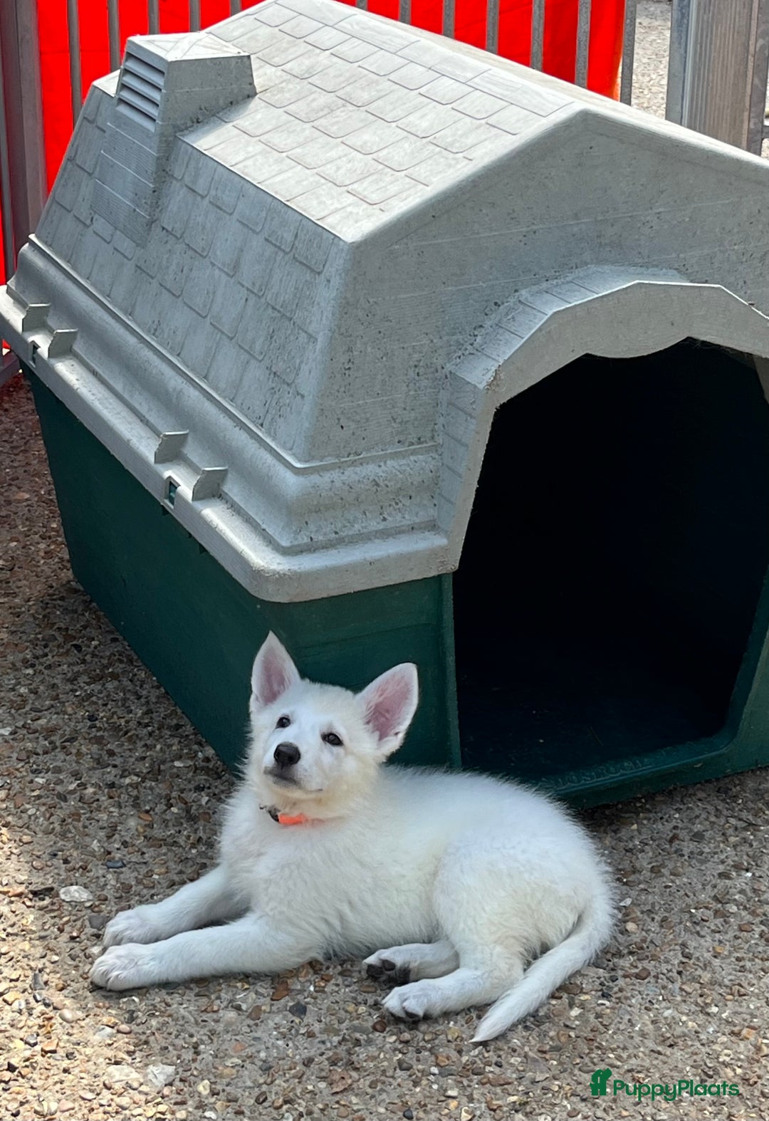 Zwitserse Witte Herdershond honden te koop: Zwitserse witte herder pups - Afbeelding 4