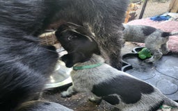Duitse Staande Hond Draadhaar honden te koop: Duitse staande ruwhaar/draadhaar  - Afbeelding 13