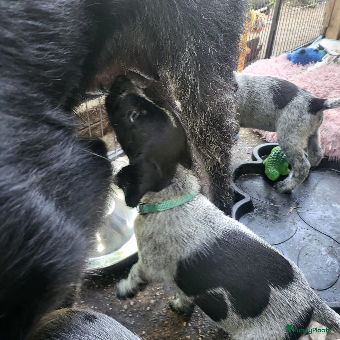 Duitse Staande Hond Draadhaar honden te koop: Duitse staande ruwhaar/draadhaar  - Afbeelding 13