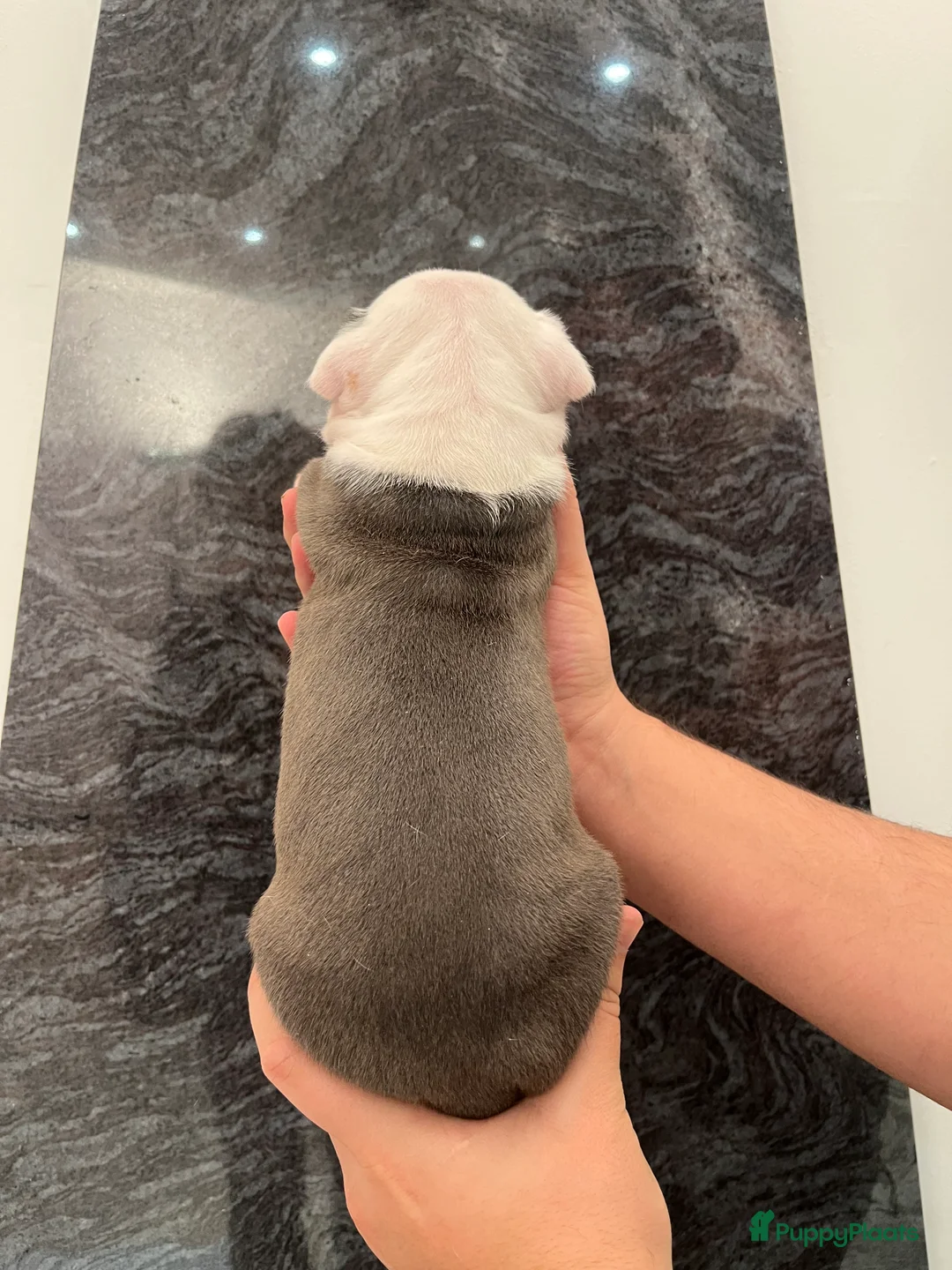 American Staffordshire Terriër honden te koop: Amerikaanse Stafford Pups - Advertentie 5