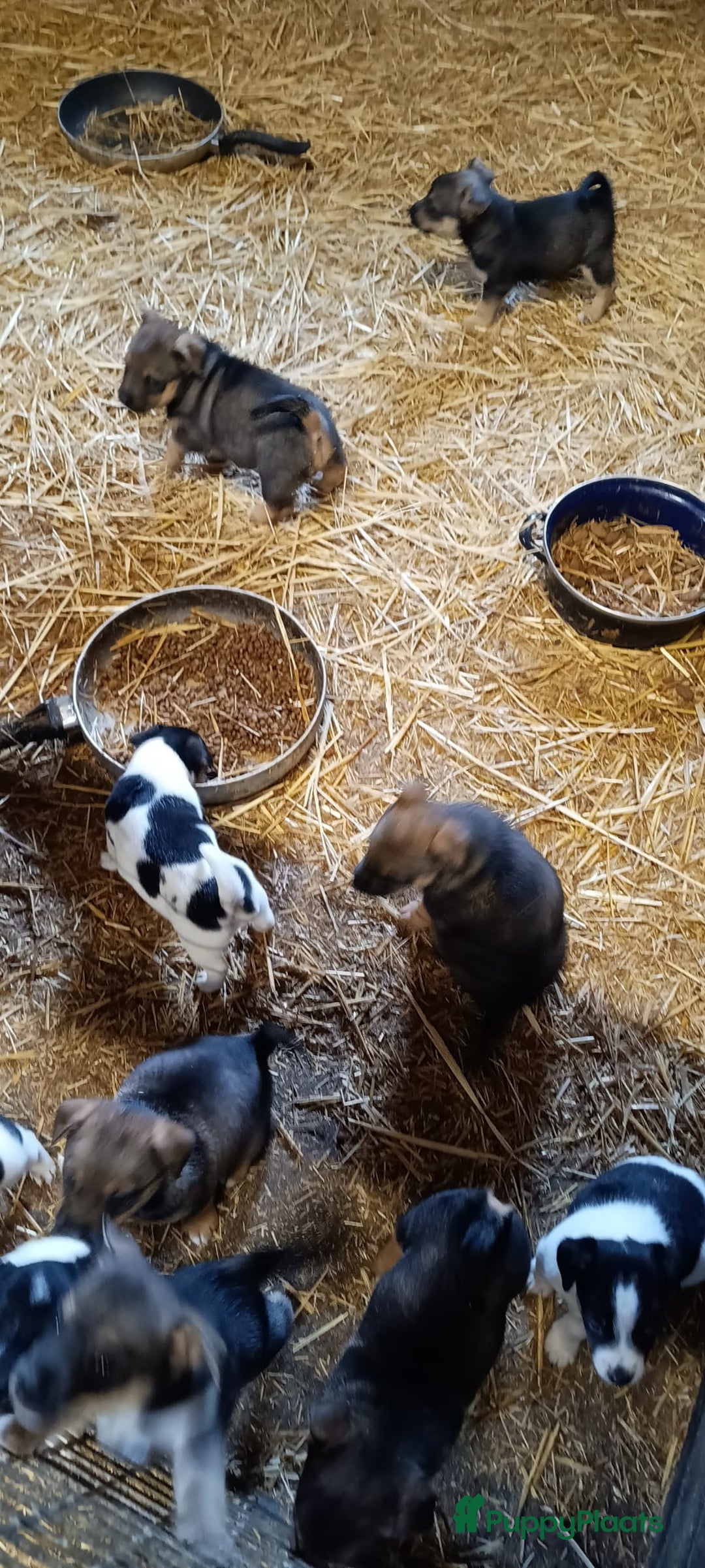 Jack Russel Terriër honden te koop: Pups: Jack Russel X Keeshond - Afbeelding 4