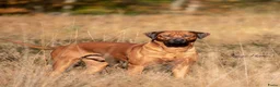 Rhodesian Ridgeback honden te koop: Prachtige Rhodesian Ridgeback pups met stamboom  - Advertentie 17