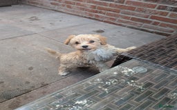 Maltipoo honden ter dekking: Dekreutje maltipoo, sjefke niet te koop. - Advertentie 6