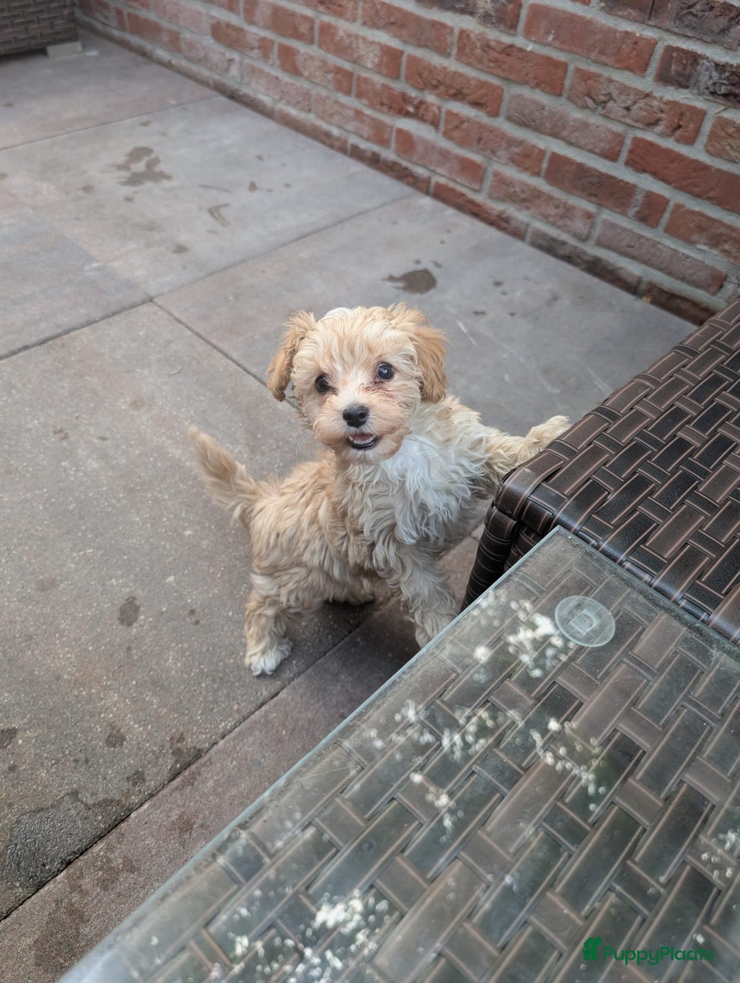 Maltipoo honden ter dekking: Dekreutje maltipoo, sjefke niet te koop. - Advertentie 6