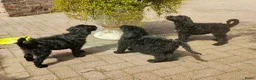 Labradoodle honden te koop: zwarte f4 multigen labradoodle pups - Advertentie 11