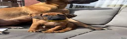Rhodesian Ridgeback honden te koop: Rhodesian ridgeback pups - Advertentie 12