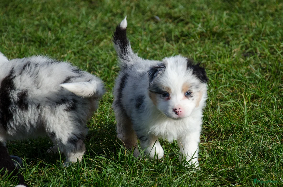 Border Collie honden te koop: Border collie puppies geboren op boerderij (BE) - Advertentie 7